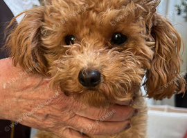 Red male Asian/toy poodle puppy