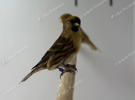 Stunning breeding pair of chocolate mutation redpolls