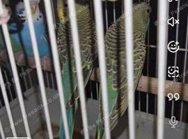 Black wing split