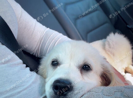 Golden retriever pup
