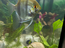 Large angel fish to rehome