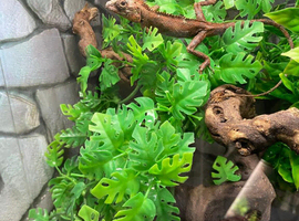 Vietnamese Blue Crested Lizard (Calotes Bachae) Pair at Birmingham Reptiles