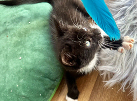 RAGDOLL MIX BOY READY NOW