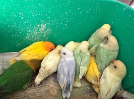 6 week old tamed love birds
