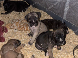 6 Beautiful Fur Babies