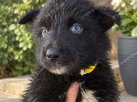 German shepherd x Siberian husky puppies