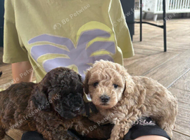 Cavapoo puppies 3 left