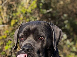 Blue Cane Corso Reggie