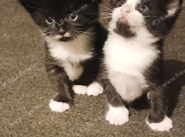 Kittens 7 september ready