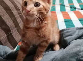 Male ginger kitten