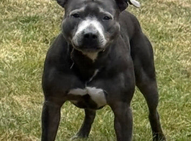 Dog for stud