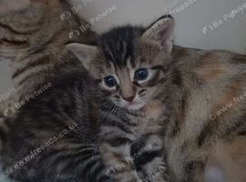 Bengal mix kitten girl