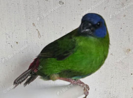 Blue parrot finch (cock bird)