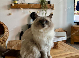 Beautiful 4yr old GCCF registered female Ragdoll