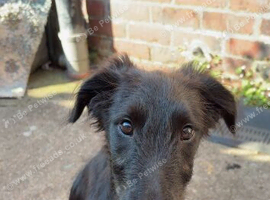 Scottish deer hound cross collie