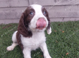 Beautiful English springer spaniels