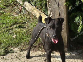 18 month old Patterdale Terrier