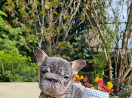 Beautiful frenchie bulldogs