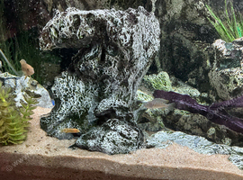 Chiclids