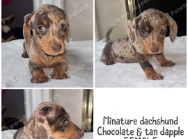 Kc registered Miniature dachshunds health clear