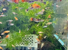 Beautiful small Platy, Guppy,shrimps &Bristlenose Pleco &ndash;from home Hobby Tank