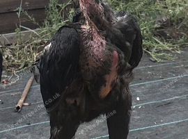 Shamo chicken