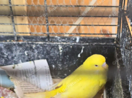 Tame baby budgies