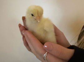 Day old Brahma chicks available