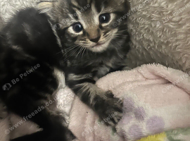 Stunning Bengal X kittens