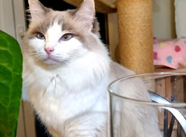 Fluffy Ragdoll kitten looking forever home