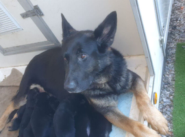 Pure bred German shepherd puppies