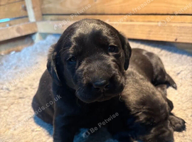 Beautiful Healthy Raised Black Labrador Retriever Puppies