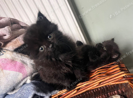 3 black kittens to go