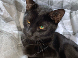 Beautiful amputee female cat.