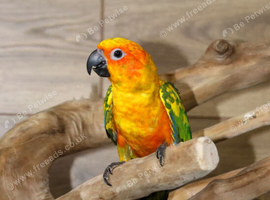 Sun conures,18