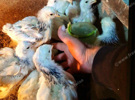 Light Brahma chicks off heat