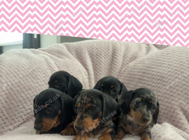 Miniature dachshund pups