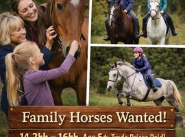 WANTED: HORSES 14.2hh &ndash; 16hh