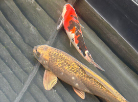 Koi fish for sale