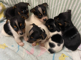 Jack Russell puppies