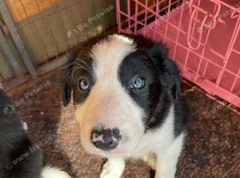 Collie pups for sale