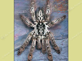 H Maculata (Togo Starburst)