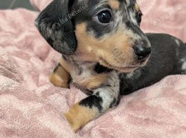 Two gorgeous dapple male miniature dachshunds for sale &pound;1300