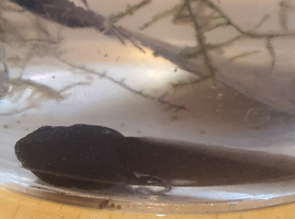 Black and green poison dart frog tadpoles