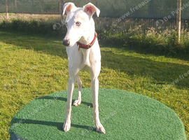 PET HOME ONLY, DEAF DOG