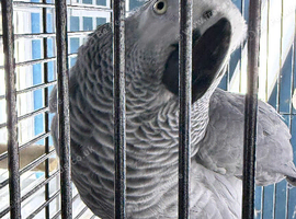 male African grey Glasgow