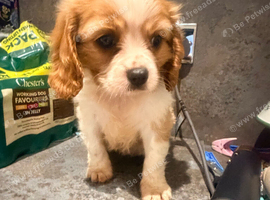 Beautiful Cavalier King Charles puppies