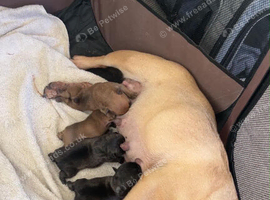 French Bulldog Puppies