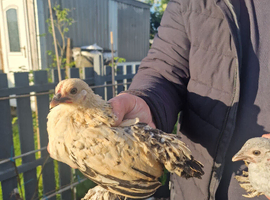 Sablepoot chickens available