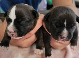 Kc reg brindle staffys